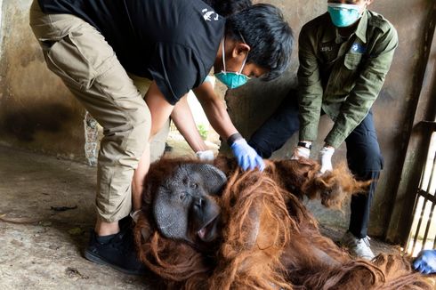 Dua Orangutan Kalimantan Diselamatkan dari Lembaga Konservasi Tak Berizin di Jateng