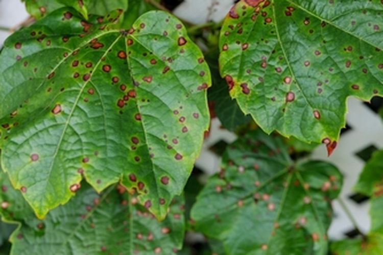 Ilustrasi karat daun pada anggur