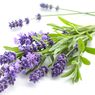Kegunaan Lavender Menurut Feng Shui, Bikin Rileks dan Usir Energi Negatif