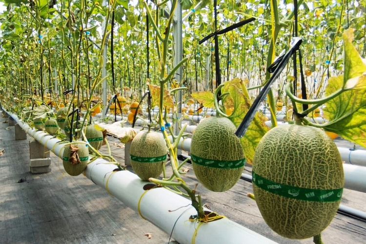 Di Balik Manisnya Melon Magetan, Ada Kisah Pemuda yang Tak Menyerah