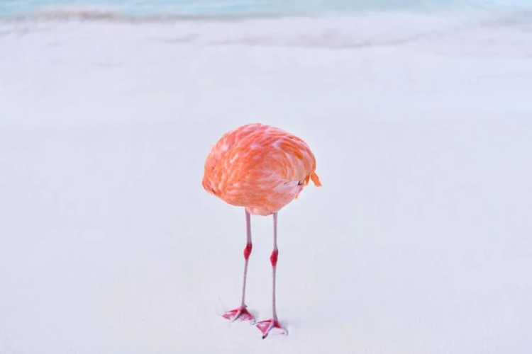 Gambar berjudul Flamingone yang dipotret fotografer Miles Astray. Foto asli yang seolah-olah menampilkan flamingo tanpa kepala itu memenangkan kategori AI di kompetisi fotografi 1839 Awards.