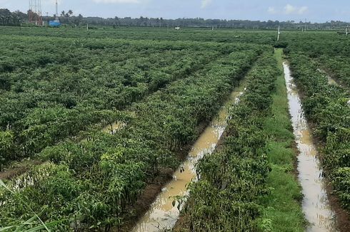 Ratusan Hektar Lahan Cabai di Bantul Terendam Air, Petani Terancam Gagal Panen