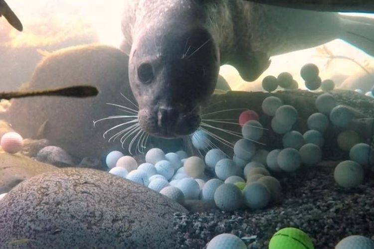 Bola golf yang tenggelam di lantai Samudra Pasifik di Stillwater Cove dekat Pebble Beach Golf Links di Pebble Beach, California, AS.