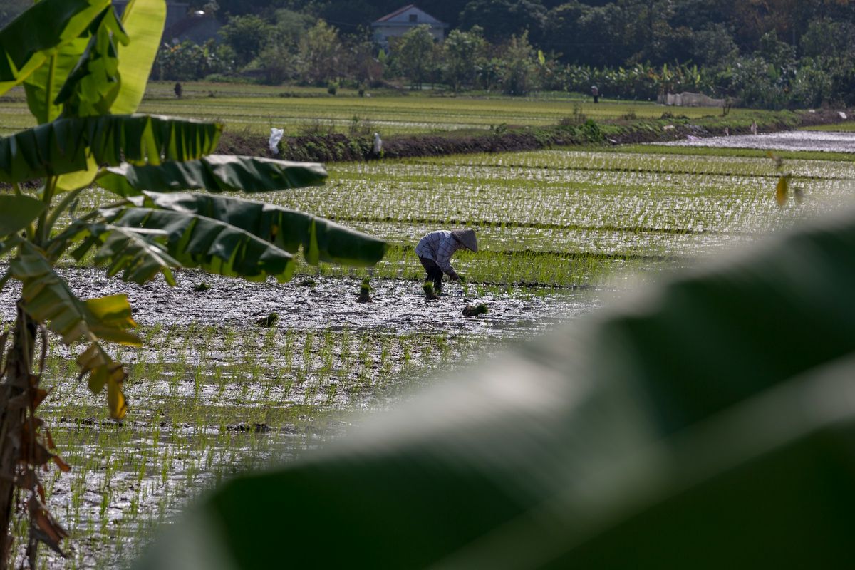 Ilustrasi sawah, petani. 