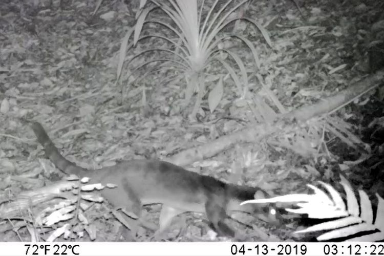 Musang Sulawesi (Macrogalidia musschenbroekii), satwa yang dianggap paling misterius kembali terekam camera trap di Taman Nasional Bogani Nani Wartabone (TNBNW).