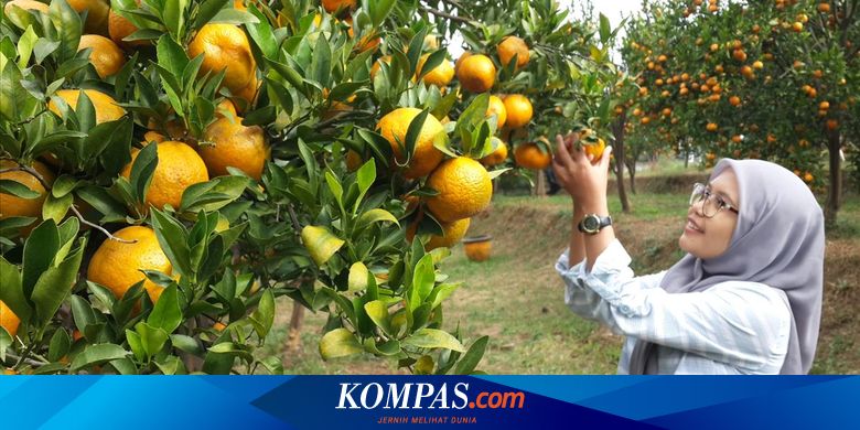 Teknologi Ini Mungkinkan Jeruk Berbuah Sepanjang Tahun Halaman All -  Kompas.com