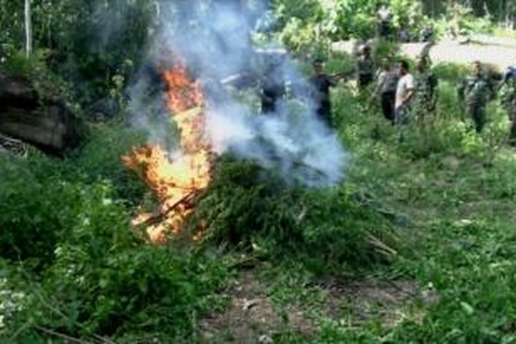 Pemusnahan ladang ganja dengan cara dibakar oleh TNI/Polri