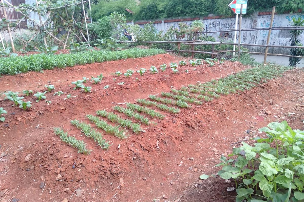 Kebun sayur yang dikelola anggota PPSU di Jalan Karang Asri, Lebak Bulus,  Jakarta Selatan, Rabu (10/7/2109)