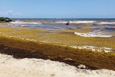 Sabuk Rumput Laut Raksasa Membentang dari Afrika Barat sampai Meksiko