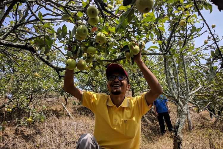 Wisatawan memanen buah apel di Desa Sumber Kondo, Kecamatan Bumi Aji, Kota Batu, Jawa Timur, Sabtu (20/10/2018).