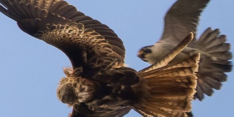 Daftar Burung Berumur Panjang