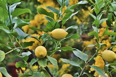 Simak, Cara Menanam Lemon agar Cepat Berbuah Lebat