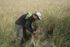 Diterjang Banjir, Petani di Baubau Rugi hingga Ratusan Juta Rupiah