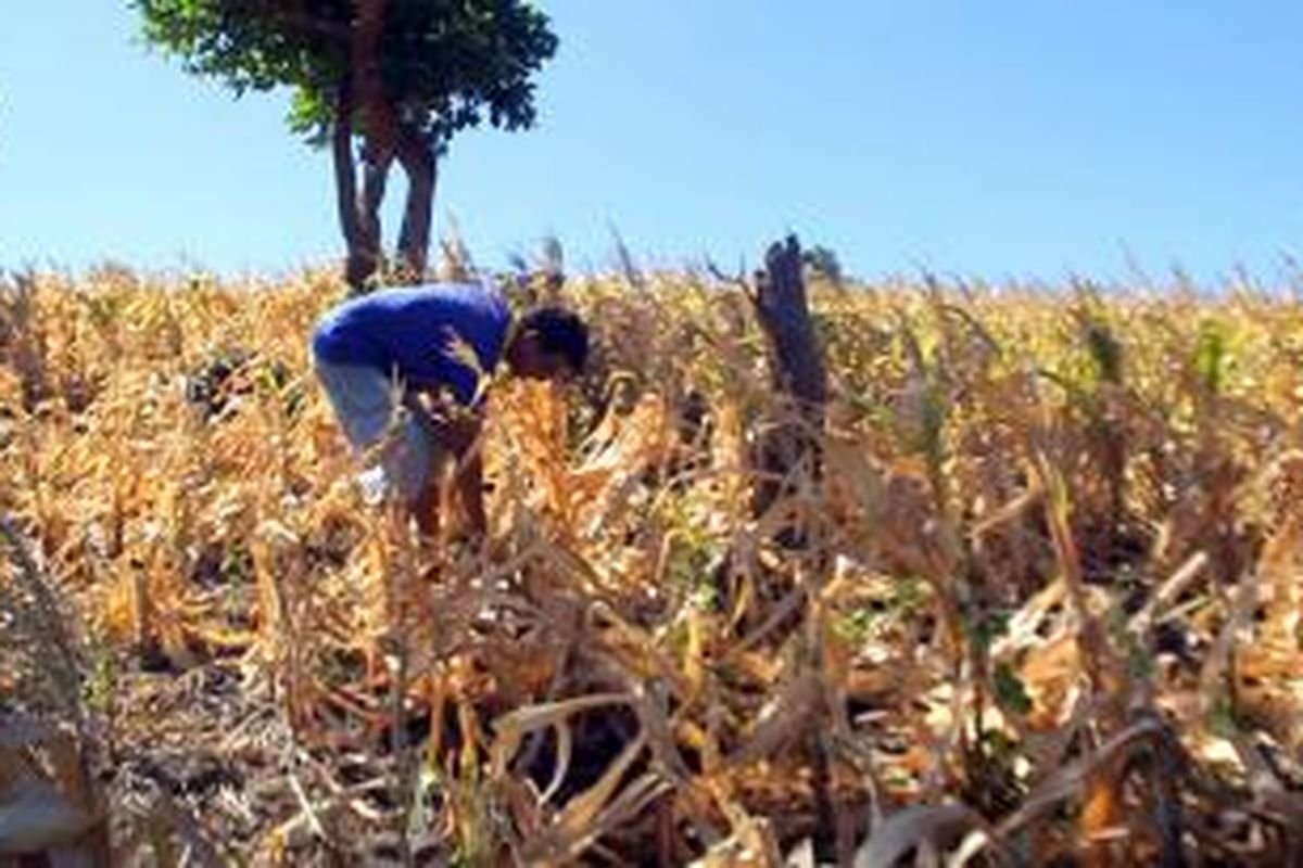 Kekeringan yang melanda ladang jagung di Parepare, Sulawesi Selatan.