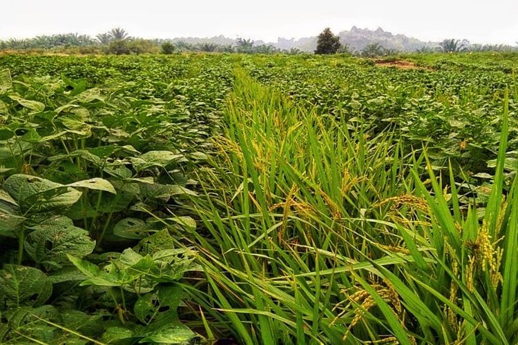 Kementerian Pertanian (Kementan) mendorong produktivitas petani dengan memanfaatkan lahan kering dan lahan rawa agar tetap bisa mencukupi kebutuhan di dalam negeri selama musim kemarau