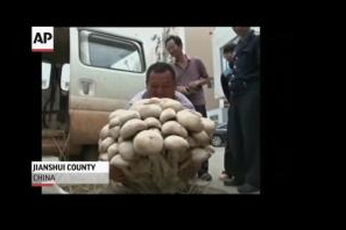 Jamur monster ditemukan di Jianshui County, Yunnan, China. Jamur itu punya berat hingga 15 kilogram. 