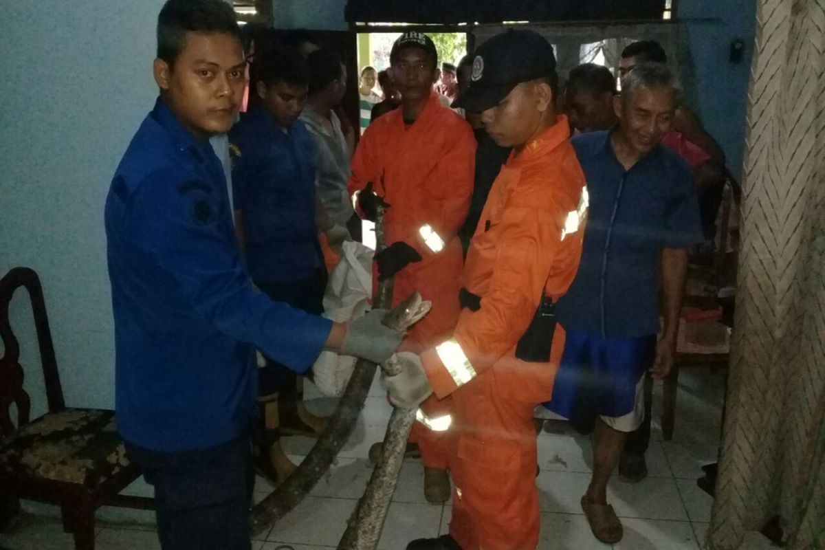Ular sanca yang ditemukan di rumah warga di Jalan Bunga Rampai 9, Gang 2 RT 06 RW 06, Duren Sawit, Jakarta Timur pada Senin (6/11/2017).