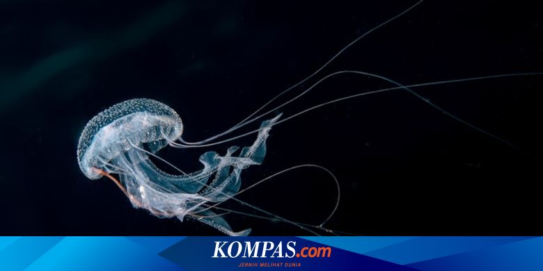 Dari Kulit Sampai Anus 3 Cara Hewan Bernapas Dalam Air Halaman All Kompas Com