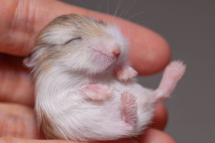 Ilustrasi hamster tidur. 