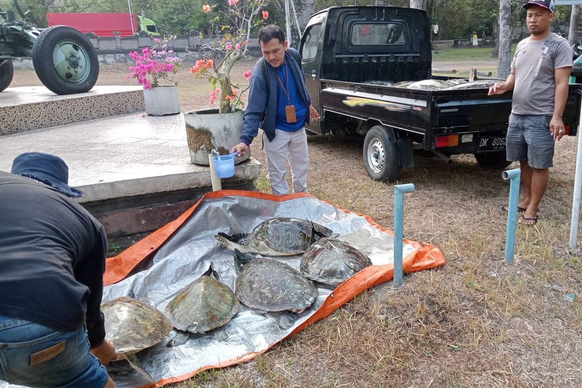 Sebelas ekor penyu hijau diamankan petugas saat hendak diselundupkan masuk Bali di Kelurahan Gilimanuk, Kecamatan Melaya, Kabupaten Jembrana, Provinsi Bali, Selasa (17/10/2023).