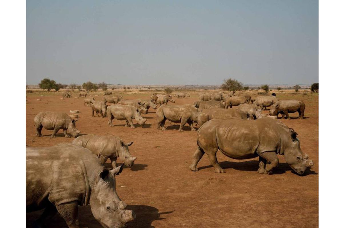 Badak-badak merumput di lahan John Hume di Klerksdorp, Afrika Selatan. Hume memiliki peternakan badak terbesar di dunia, dengan lebih dari 1.500 ekor badak. Ia berencana untuk menjual cula dari persediaan besarnya untuk mendanai perlindungan badak-badaknya.