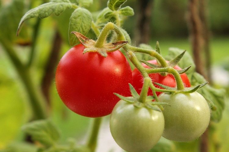 Ilustrasi tomat ceri, tanaman tomat ceri.