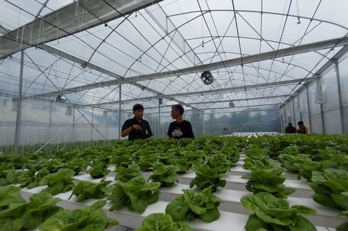 Petani Milenial Kembangkan Varietas Baru untuk Agro Wisata di Buleleng dengan Smart Green House