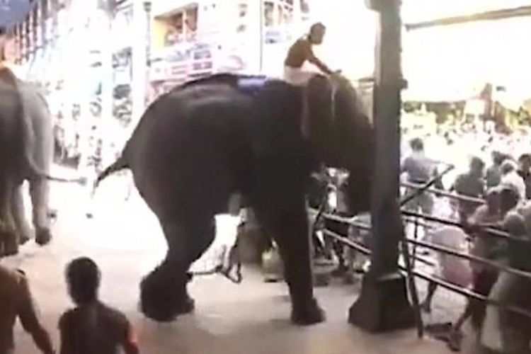 Seekor gajah mengamuk dalam festival keagamaan di sebuah kuil di Kerala, India.