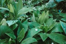 Apa Fungsi Amiloplas pada Sel Tumbuhan?