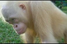 Orangutan Albino Itu Masih Berjuang untuk Beradaptasi...