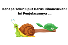 Kenapa Telur Siput Harus Dihancurkan? Ini Penjelasannya ....