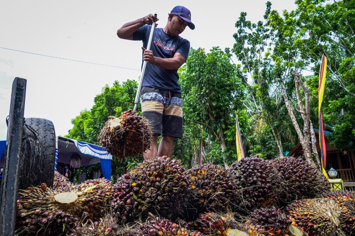 Petani sawit di Kabupaten Agam, Padang, Sumbar, Kamis (30/6/2022).