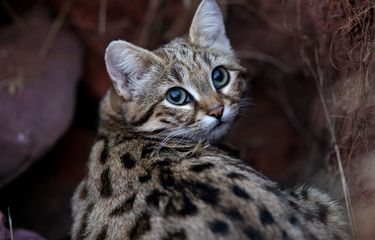 Black-footed Cat.