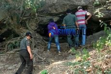 Buru Ular Sanca Raksasa di Mojokerto, Pawang Hanya Butuh Kain dan Karung