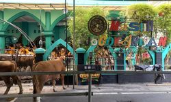 Jangan Asal Buang, Limbah Hewan Kurban Bisa Disulap Jadi Pupuk Kompos
