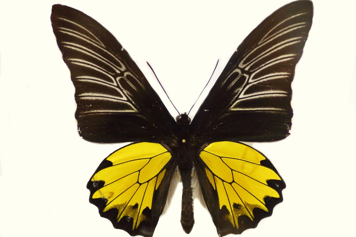 Buru Opalescent Birdwing, salah satu kupu-kupu terbesar di dunia yang ada di Indonesia