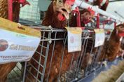 Cerita Urban Farming Dinas Ketahanan Pangan Kota Cirebon, 17 Ayam Petelur Diberi Nama Unik