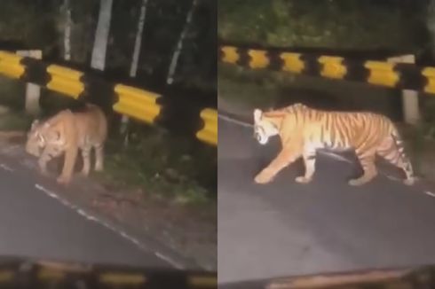 Video Viral Harimau Sumatera Hilir Mudik di Jalan Lintas Sumatera Lampung
