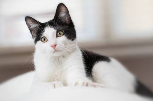 5 Rekomendasi Ras Kucing Hitam Putih untuk Dipelihara