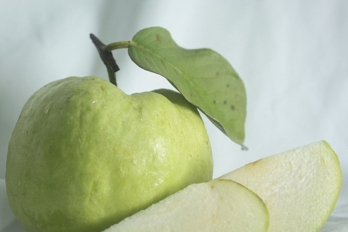 Ilustrasi jambu kristal.