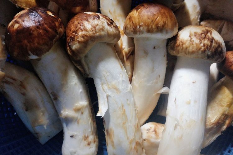 Ilustrasi jamur matsutake. 