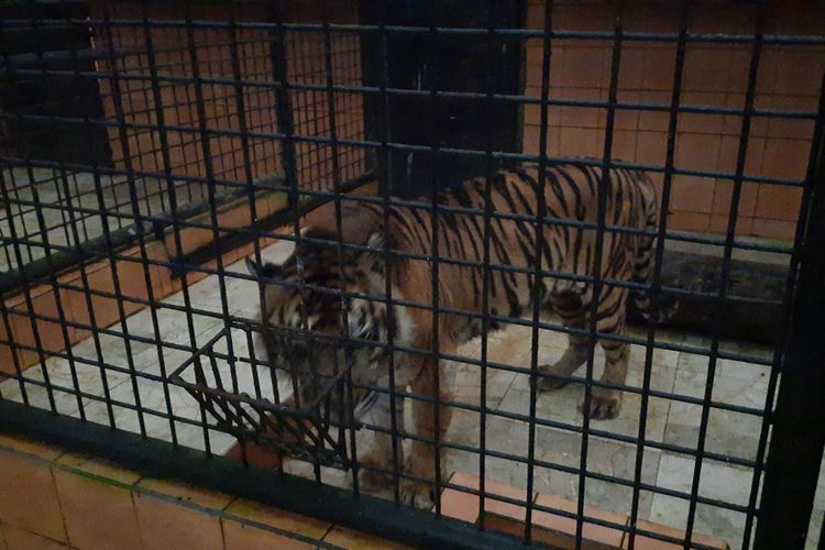 Kondisi kandang harimau di Taman Safari Indonesia (TSI) Bogor, Jawa Barat, Kamis (24/4/2025).