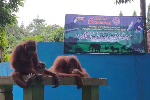 Kebun Binatang di Jateng dan DIY Buka Donasi untuk Pakan Satwa