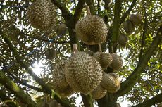 Mudah, Ini Cara Menyambung Durian yang Benar