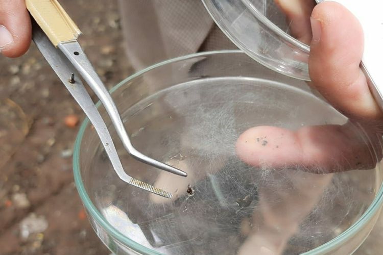 Tim ahli entomologi Universitas Jenderal Soedirman (Unsoed) Purwokerto mengambil sampel semut yang meneror sebagian warga Desa Pageraji, Kecamatan Cilongok, Kabupaten Banyumas, Jawa Tengah.