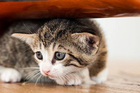 7 Hal yang Dibenci Kucing, Pemilik Anabul Harus Tahu