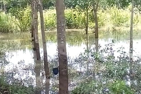 Banjir di Prabumulih Rendam Permukiman dan Puluhan Hektar Kebun Karet