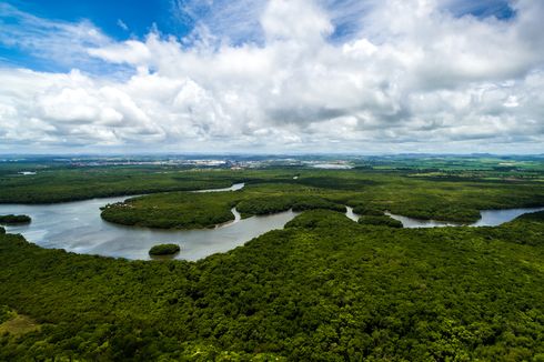 Hutan Hujan Amazon Kena Proyek Pengaspalan, Kerusakan Lingkungan di Depan Mata