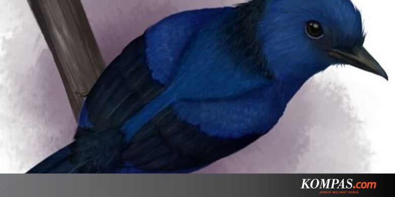 Berita Harian Bulu Burung Terbaru Hari Ini Kompas Com