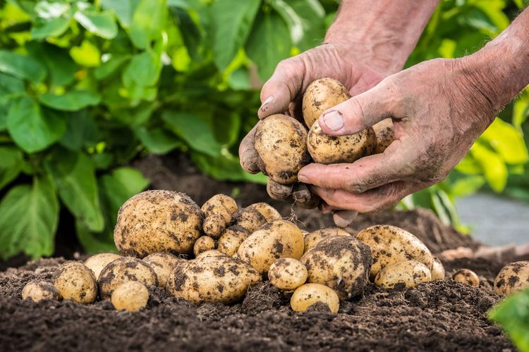 Potato Farming